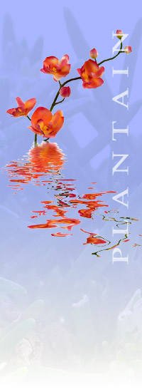 Click to view the Plantain Group main website